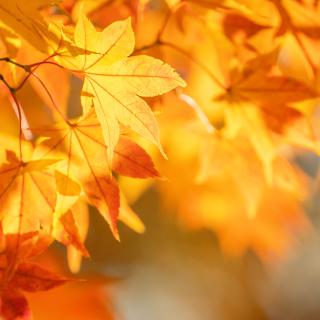 Pracovné vyučovanie v 3.A