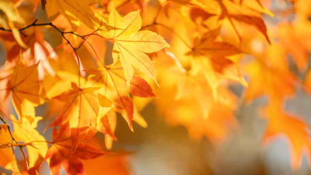 Pracovné vyučovanie v 3.A